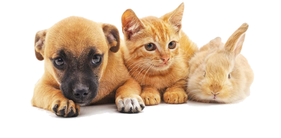 Panel discussion on Pet Food Overview AgroFOOD Industry Hi Tech 34 3 2023